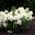 Гортензия метельчатая ‘Summer Snow’® Hydrangea paniculata ‘Summer Snow’®